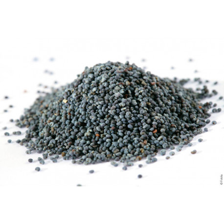 Graines de pavot bleu 1 kg