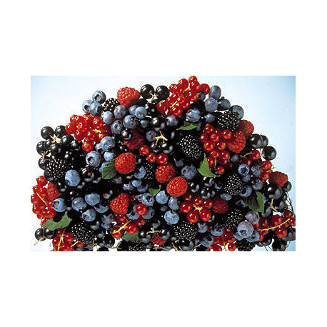 Fruits rouges IQF 1 kg