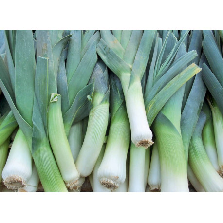 Poireau en rondelles 2,5 kg